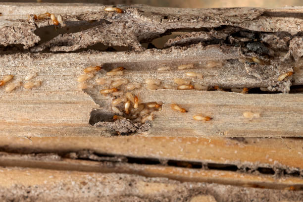 Best Wildlife Control Services  in Reserve, LA